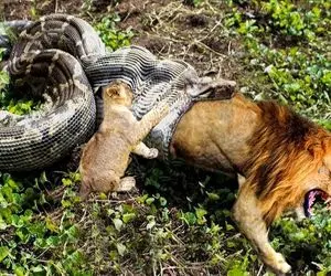 نارام زیان؛ پیتون غول یواش خزید شیر سفاک در حال شکار و نصفه بلعید نشخوار کرد