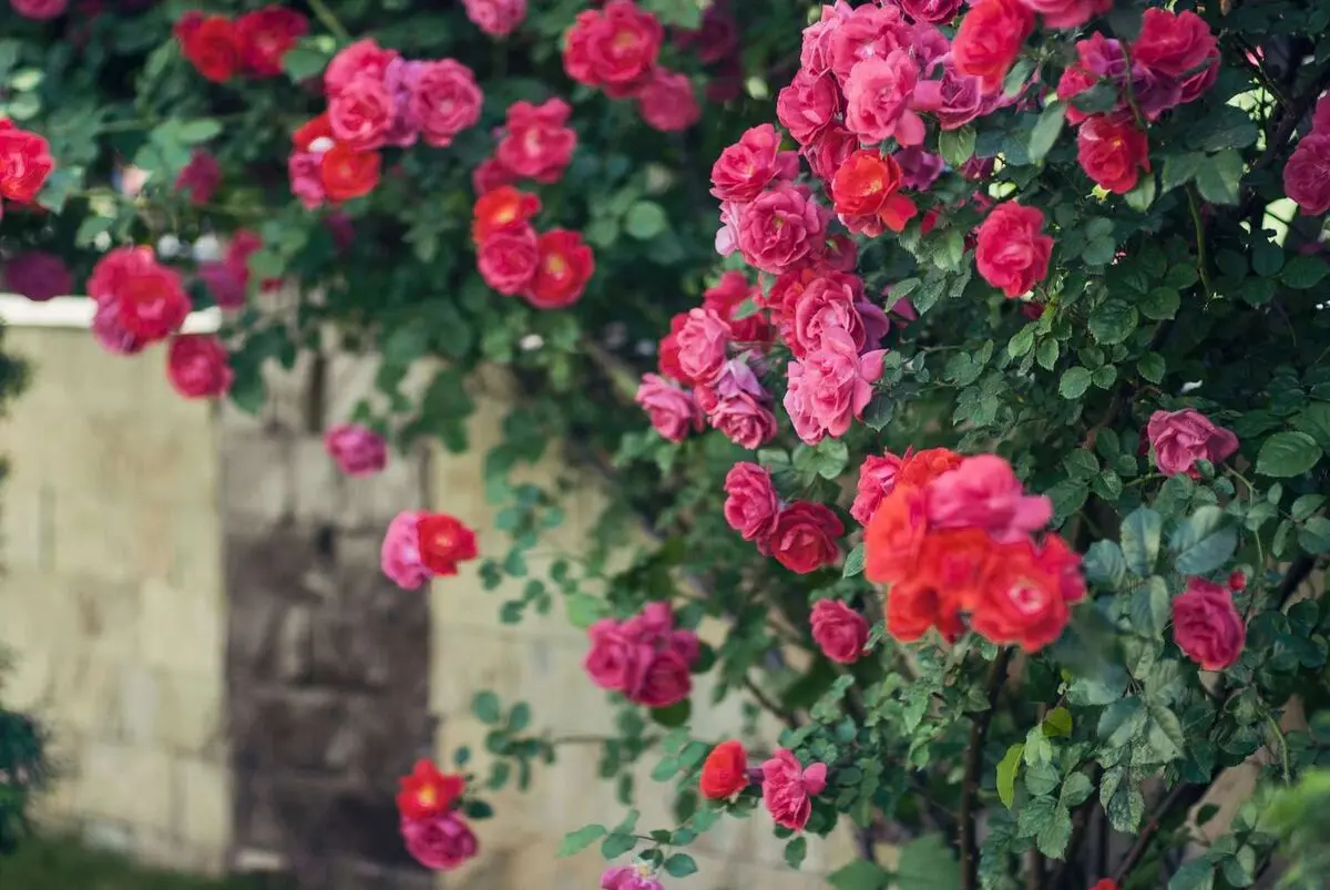 زیباترین گل های رونده