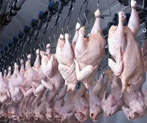 فرآوری مرغ؛ سیری در ربات ها و دستگاه های مدرنی که پرورش مرغ را ساده میکنند 