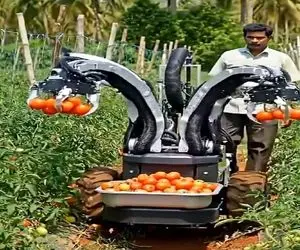 کشاورزی نوین؛ ماشین گوجه چین ساختن کشاورز قدم میزنه لذت میبره اون کار میکنه