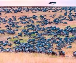 بازی فکری؛ باید بند بند وجودت از هوش سرشار باشه تا گورخر رو تو جنگل آفریقایی پیدا کنی