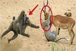 مستند حیات وحش؛ جنگ پلنگ و بابون برای تصاحب طعمه ای که ایمپالا باشه