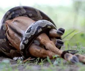 بدایع حیات وحش؛ مار پیتون تو 3 حرکت بز کوهی غول رو بلعید سگه رو ببین زهره ترک شد