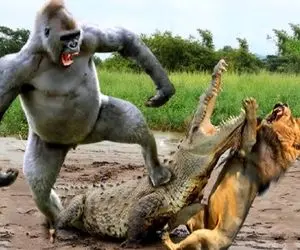 نارام زیان؛ گوریل دد گردن تمساح سفاک و موقع حمله به توله شیر شکوند خون جهید