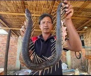 غذای دهشتناک؛ آقاهه دل و روده مار رو کشید بیرون با خلال دندون سوراخش کرد و سوپش کرد