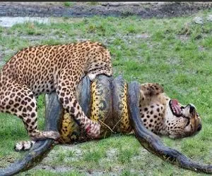 مستند حیات وحش / پیتون غول پیچید به پلنگ ببلعه همزادش رسید شرحه اش کرد