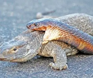 از جذابیت های حیات وحش؛ نبرد مار فوق سمی با مارمولک سخت پوست