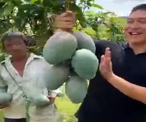 کشاورزی نوین؛ وقتی انبه ها رسیدن و چیدنشون زدن درختو قطع کردن ولی نمرد بیشتر میوه داد