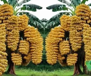 کشاورزی نوین؛ با علم به روز موز کاشتن انقدر پر بار شده هر خوشش 1000 تا موز داده