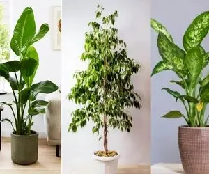 گیاهان آپارتمانی شیک که باید در خانه داشته باشیم /  لوکس کننده دکور منزل ثروتمندان