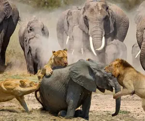 جذابیت‌های حیات وحش؛ شیرهای عنیف فیل عظیم رو با دندوناشون عذاب دادن که نبینش