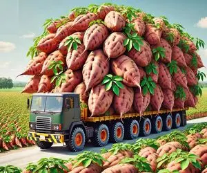 کشاورزی بدیع؛ کود و سموم نوین داد به خاک سیب زمینی رشد کرد هر دونه اش 16 کیلو