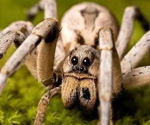 فرآوری زهر رتیل؛ زهر رتیل رو دوشید و ریخت تو شیشه عقده کرده آماده بلعیدن!