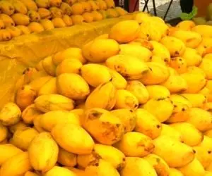 هر کیلو انبه ۳۰ هزار تومان است