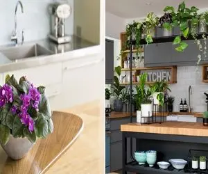 گیاهان آپارتمانی برای روی اپن / اینا آویز میشن بذاریشون رو اپن برات آبشار درست میکنن