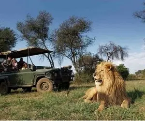 از جذابیت‌های حیات وحش؛ شیر با اون یال و کوپال محتاج نوازشه گردشگراست