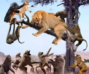 شاهکار حیات وحش؛ شیر مفلوکی که قصد جون رئیس بابون رو داشت توسط اونا شرحه شد