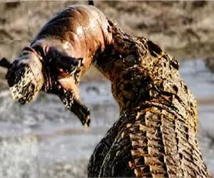 مستند حیات وحش؛ تمساح دهن گشاد بچه اسب آبی از لنگ گرفت مثل قرص انداخت ته حلقش