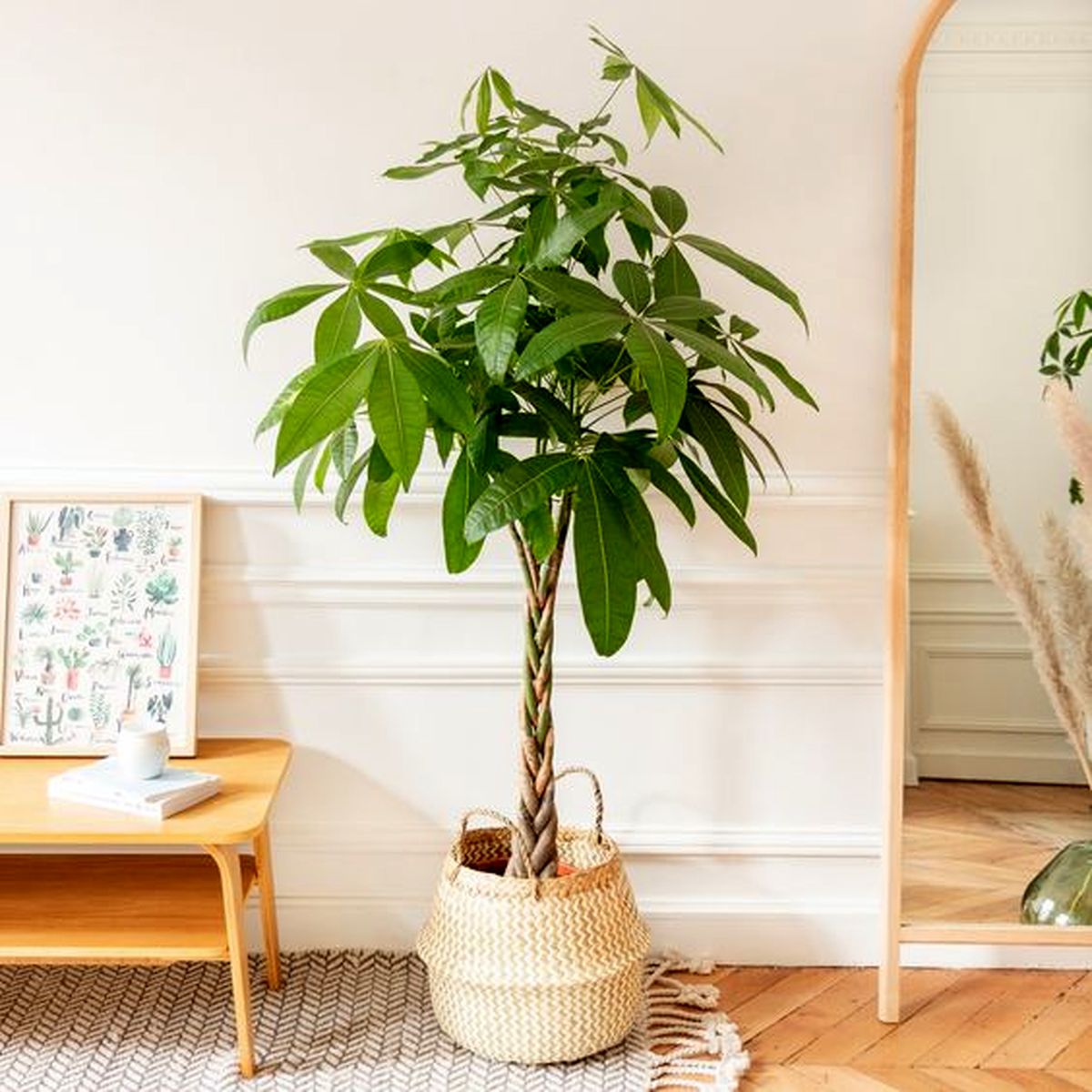 گیاهان آپارتمانی که خونه شما رو لوکس می کنند