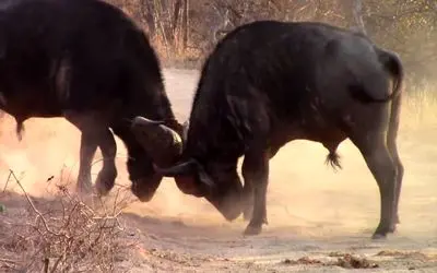 مستند حیات وحش؛ بوفالوهایی که خیلی محکم بهم کله می کوبن