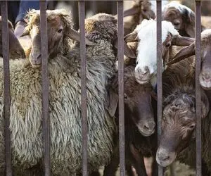 قیمت دام زنده امروز ۲۶ دی ۱۴۰۳/ گوسفند زنده در تهران چند؟
