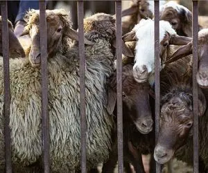 قیمت دام زنده امروز ۲۶ دی ۱۴۰۳/ گوسفند زنده در تهران چند؟