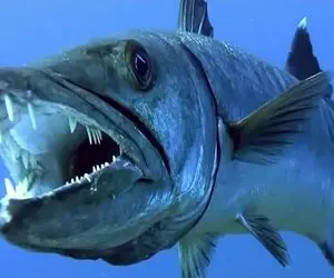 وحوش اقیانوس؛ یک قصاب دریایی خشمگین تشنه به خون که میتونه یک انسان رو بکشه