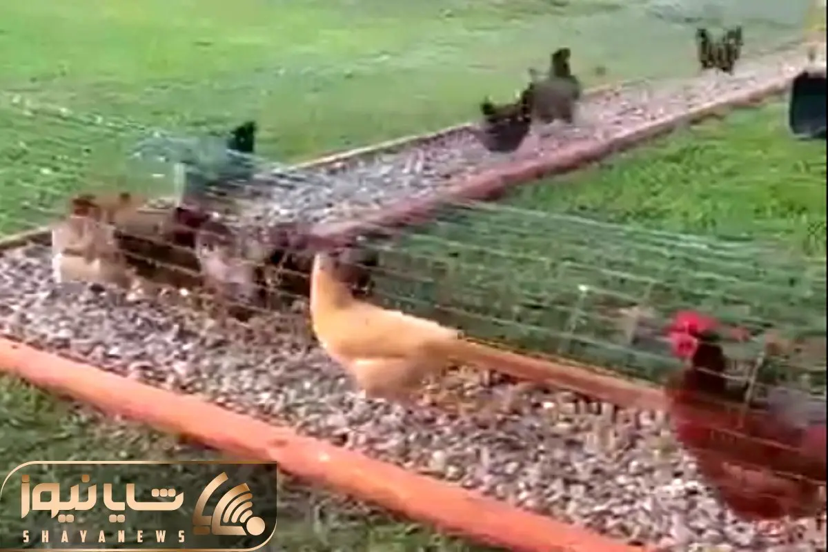 دامپروری نوین؛ مرغدونی تونلی زدن دور حیاط از فضای پرت پول زدن جیب زمینم کثیف نمیشه