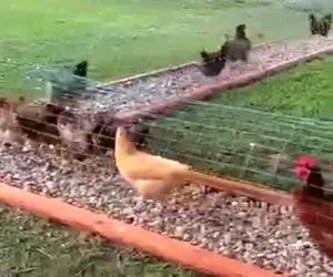 دامپروری نوین؛ مرغدونی تونلی زدن دور حیاط از فضای پرت پول زدن جیب زمینم کثیف نمیشه