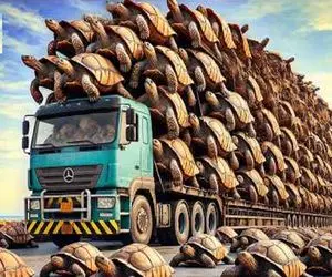  فرآوری لاکپشت؛ تخم لاکپشتو تو لجن میکارن 80 کیلو شد لاکو گوشتشو اسلایس میکنن