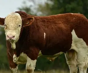 گاوهای باورنکردنی؛ چنین گاو نری هر 1000 سال یکبار متولد می شود!