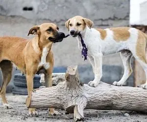 سگ های رها شده بهانه ای برای کلاهبرداری شیادان