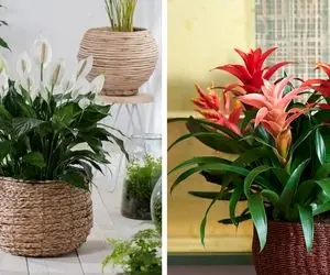 گیاهان آپارتمانی که منت نور خورشید رو نمیکشن / اینا سایه دوست هستن مناسب خونه بی نور