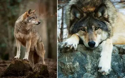 زوزه تنهایی برای پیدا کردن همدم / گرگ خاکستری اجتماعی ترین حیوان گوشتخوار 