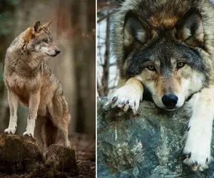 زوزه تنهایی برای پیدا کردن همدم / گرگ خاکستری اجتماعی ترین حیوان گوشتخوار 