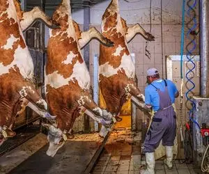 فرآوری گاو؛ گاو نرو بعد بهره کشی کارواش و بخور از قفا گردن زدن پوستش دباغی شد