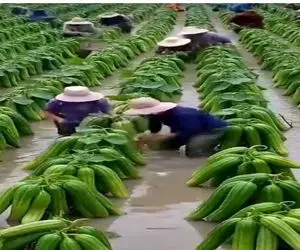 کشاورزی نوین؛ تو شالیزار اشتباهی بذر خیار ریختن انقد بار داد ۲۰۰نفر آووردن برا برداشت