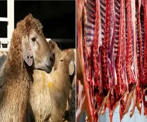 قیمت دام زنده امروز سه‌شنبه ۹ تیر ۱۴۰۵+جدول
