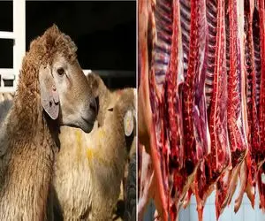 قیمت دام زنده امروز سه‌شنبه ۹ تیر ۱۴۰۵+جدول