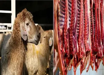 قیمت دام زنده امروز سه‌شنبه ۹ تیر ۱۴۰۵+جدول