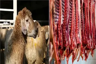 قیمت دام زنده امروز سه‌شنبه ۹ تیر ۱۴۰۵+جدول