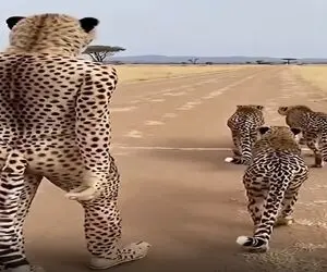 معماری طبیعت؛ پلنگا خیلی خونگرمن مرده فقط لباس پلنگی پوشیده باهاش رفیق شدن