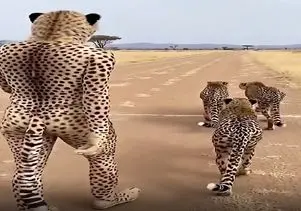 معماری طبیعت؛ پلنگا خیلی خونگرمن مرده فقط لباس پلنگی پوشیده باهاش رفیق شدن