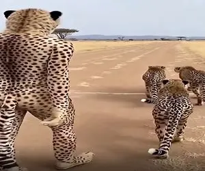 معماری طبیعت؛ پلنگا خیلی خونگرمن مرده فقط لباس پلنگی پوشیده باهاش رفیق شدن