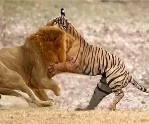 بدایع حیات وحش؛ جدال شیر یالدار و ببر خط دار برای برتری