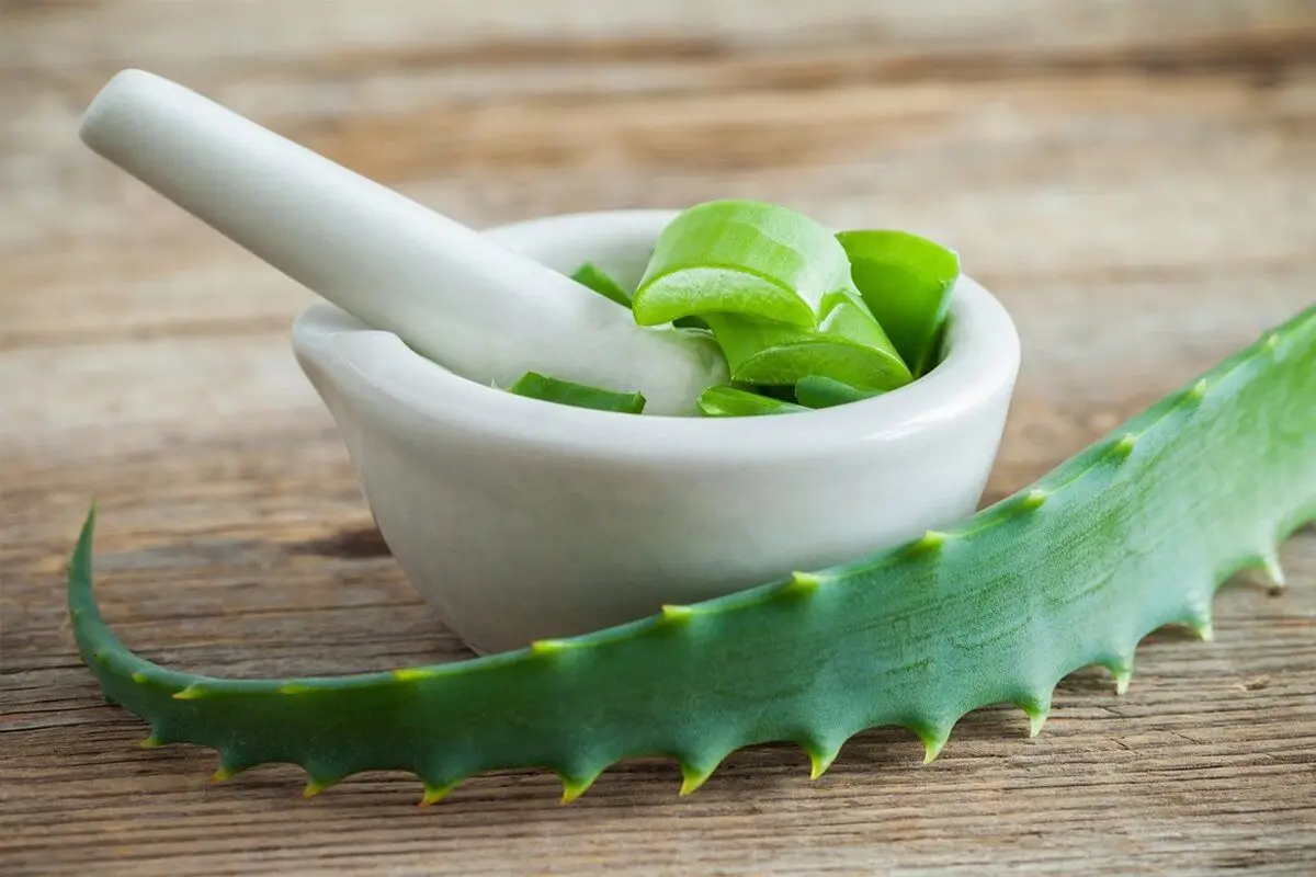 aloe-vera7