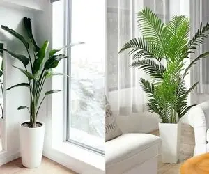 گیاهانی که نور کم میخواهند / نورگیر خونت بده ایراد نداره اینا شدیدا عشق سایه دارن