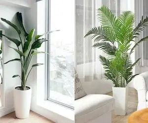 گیاهانی که نور کم میخواهند / نورگیر خونت بده ایراد نداره اینا شدیدا عشق سایه دارن