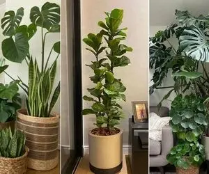 راهکارهای اثبات شده در چین باستان برای رشد دو برابری گیاهان آپارتمانی با کمک تخم مرغ