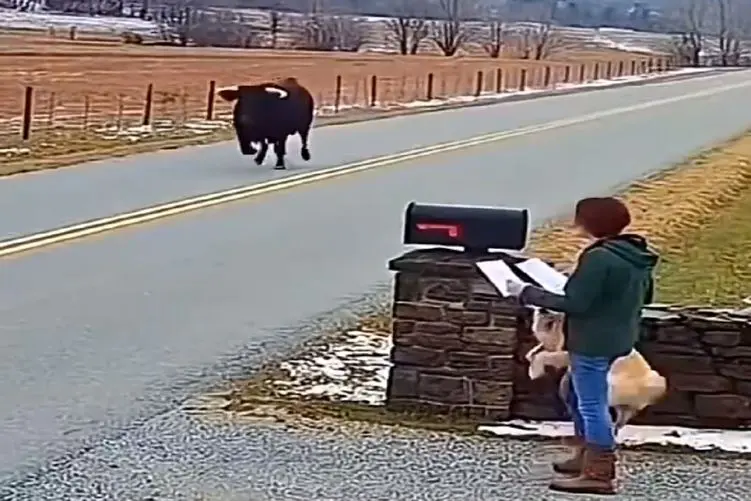 معماری طبیعت؛ زنه فک کرد با مذاکره گاو میره شاخش نمیزنه ولی خب گاوه دیگه سوپرایزش کرد